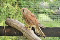 thn_DSC_0175.jpg